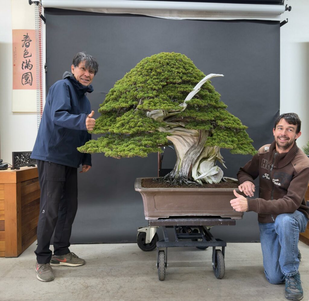 Juniperus itoïgawa